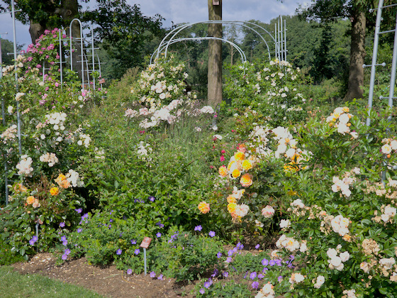 Rosengarten Blütenpracht im Rosengarten