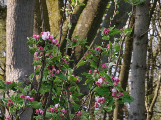 Obstbaumblüte Obstbaumblüte