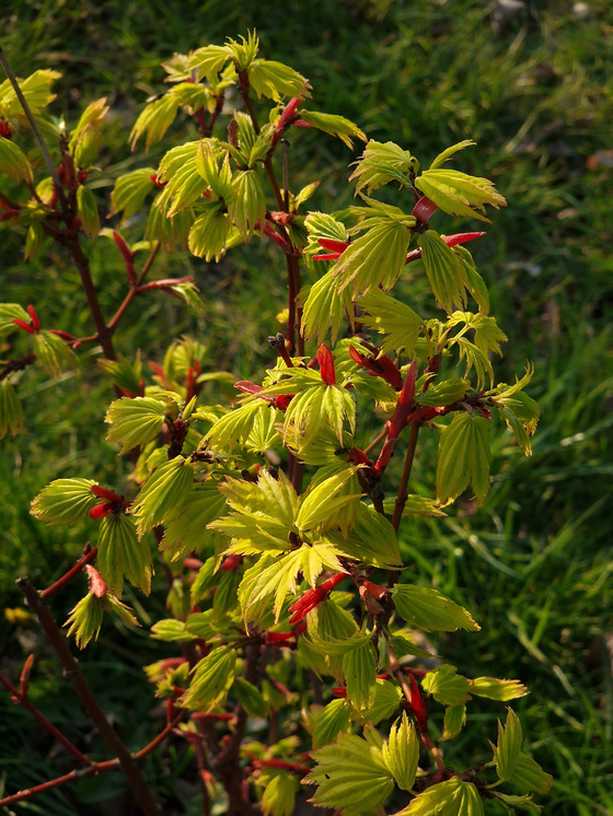 Ahornaustrieb Ahornaustrieb