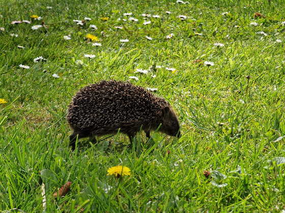 Igel Igel