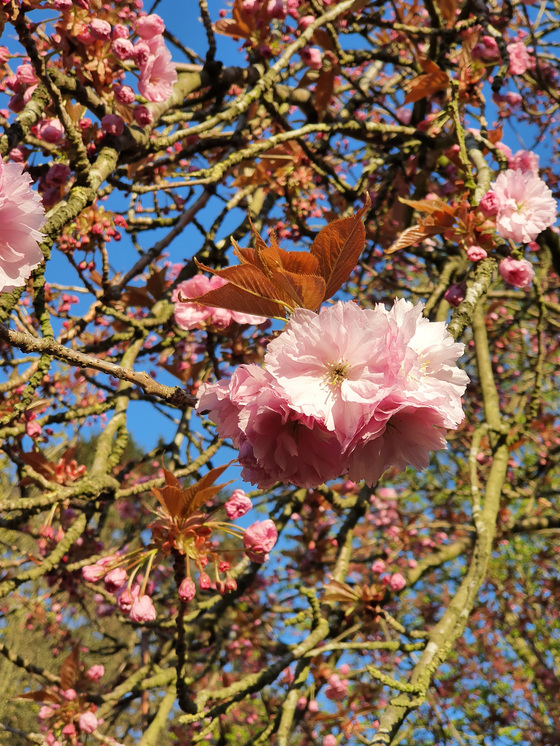 Kirschblüte Kirschblüte