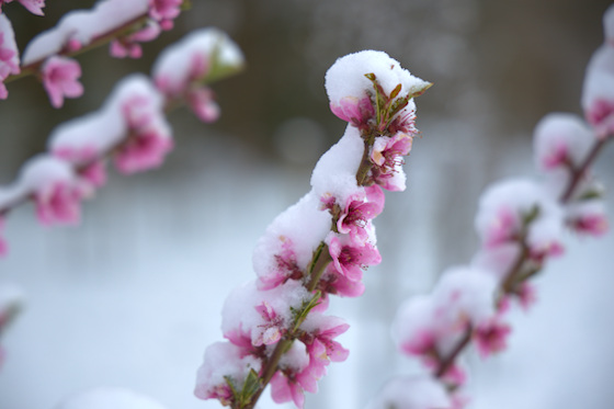 Pfirsichblüte im Schnee Pfirsichblüte im Schnee