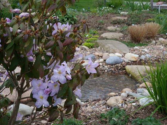 Rhododendron Rhododendron