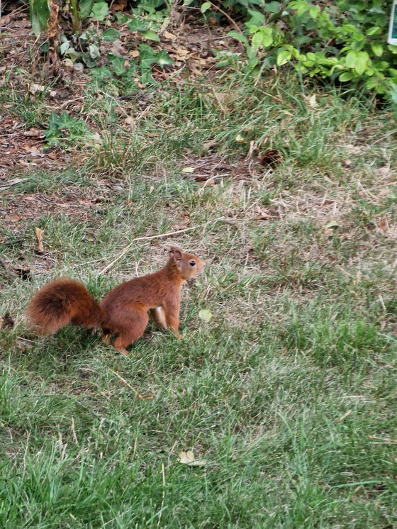 Eichhörnchen Eichhörnchen