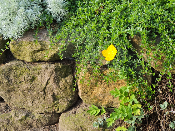 Mauerblümchen Mauerblümchen