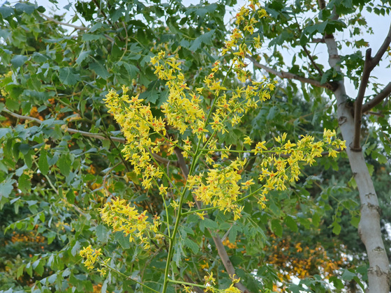 filigrane Blüten des Blasenbaums filigrane Blüten des Blasenbaums
