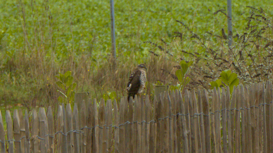 Mäusejäger Greifvogel