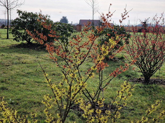 Zaubernussblüte blühende Zaubernuss