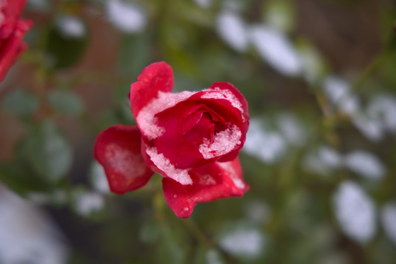 Rosenblüte im Schnee Rosenblüte im Schnee