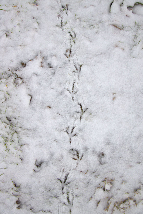 Spuren im Schnee Vogelspuren im Schnee