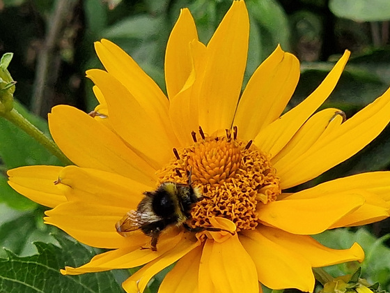 Bienenfreuden Biene auf Blüte