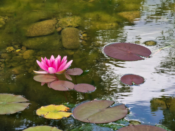 Seerose Seerose