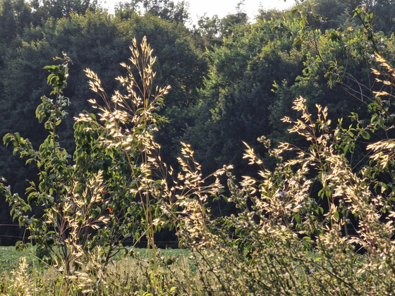 Sommergräser Sommergräser