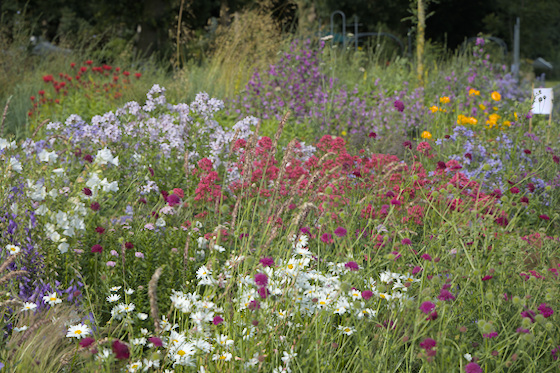 Blüten im Gräsermeer Blüten im Gräsermeer