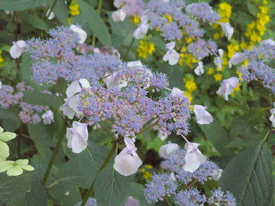 Hortensienblüte Hortensienblüte