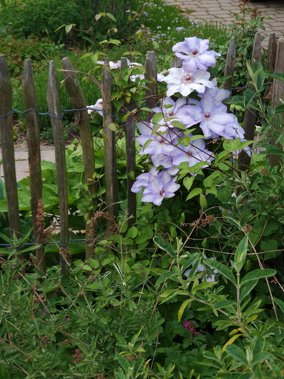 Clematisblüte Clematisblüte