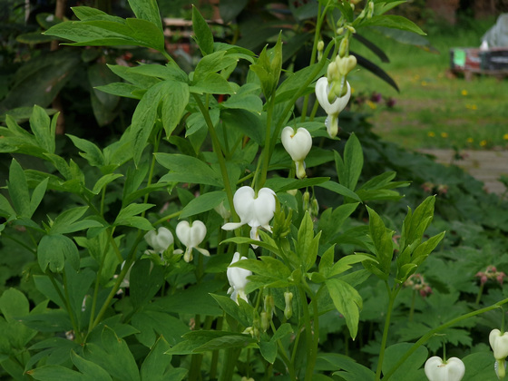 Herzblume Herzblume