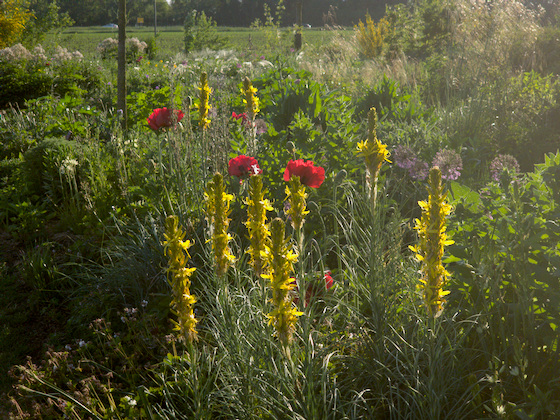 Mohn im Gegenlicht Mohn im Gegenlicht