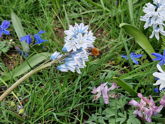 Frühlingserwachen Frühlingserwachen