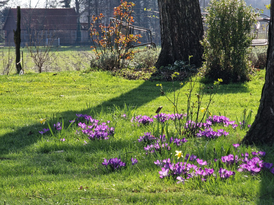 leuchtende Krokusse leuchtende Krokusse