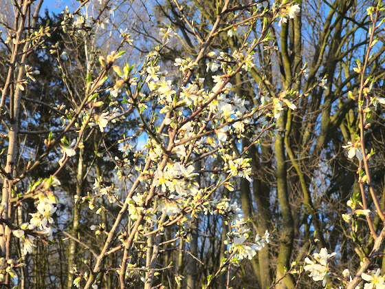 Mandelblüte Mandelblüte