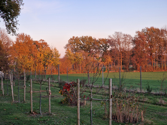 Herbstfärbung Herbstfärbung