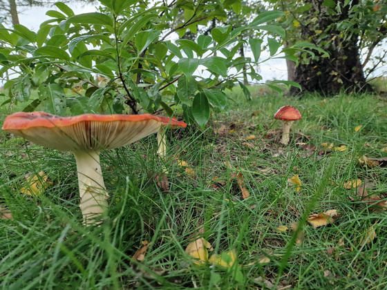 Pilze Pilze